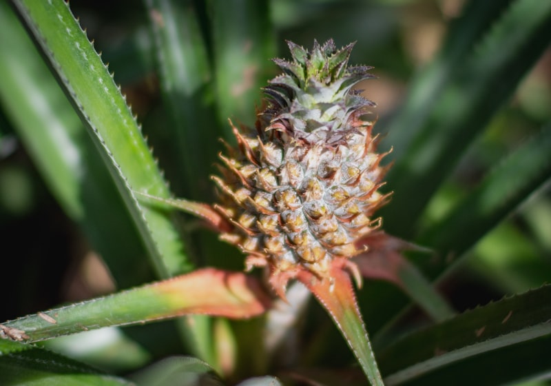Ananasplant